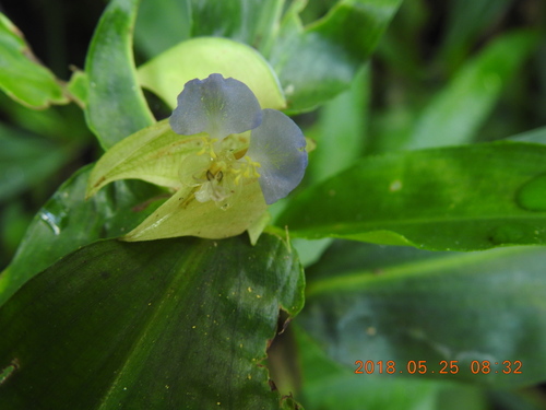 Commelina paludosa (Commelina paludosa)