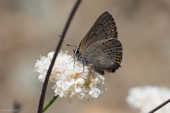 Satyrium californica
