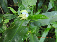 Commelina paludosa