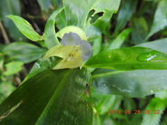 Commelina paludosa