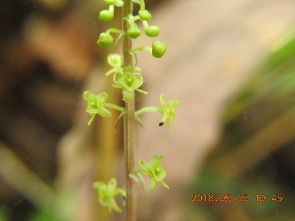 Crepidium matsudae