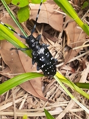 Anoplophora chinensis