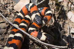 Lampropeltis zonata