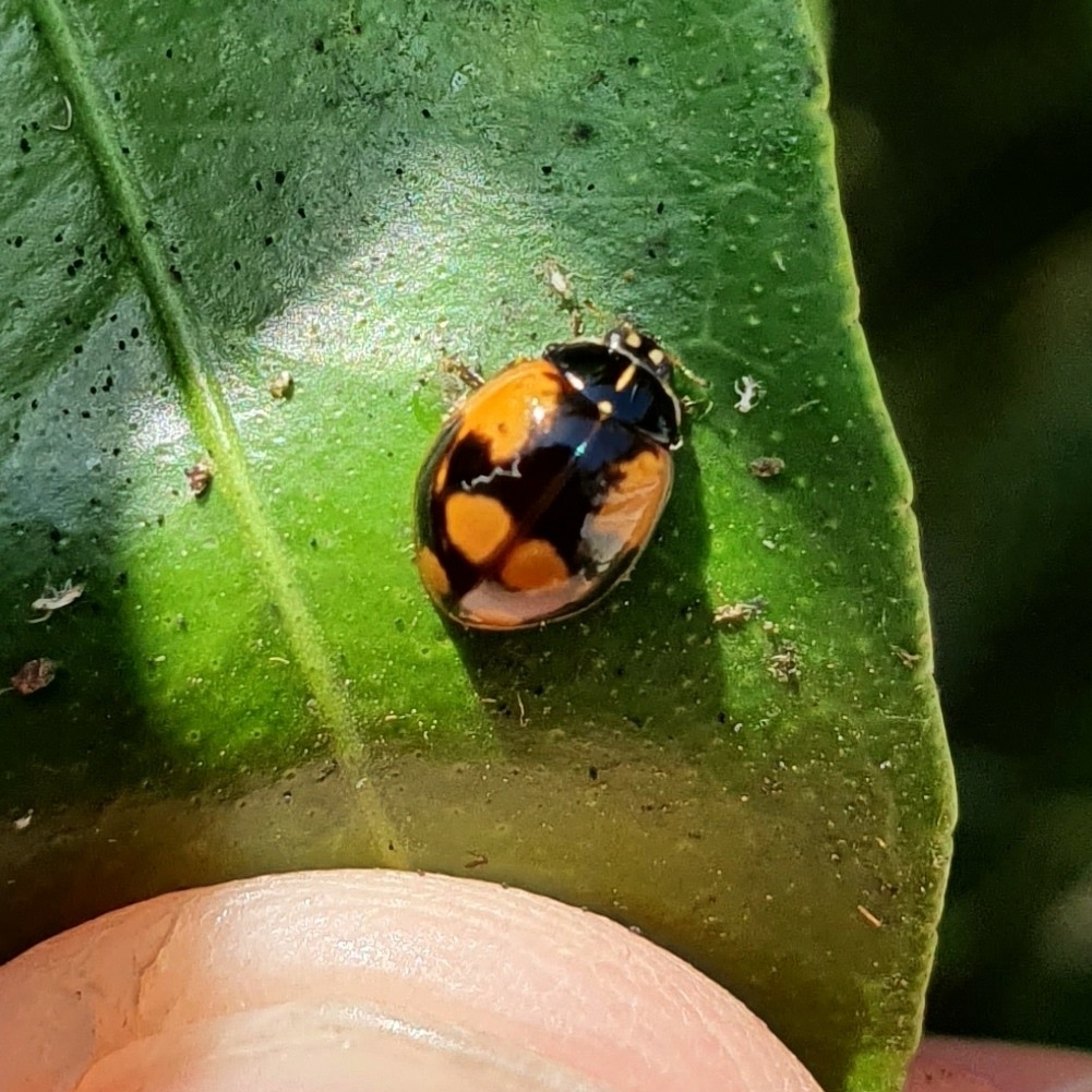Two-spotted Lady Beetle