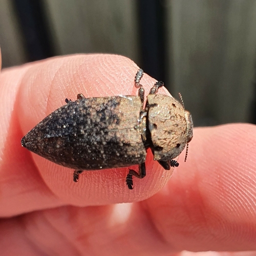 Capnodis tenebricosa