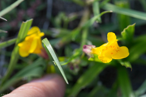 Erythranthe guttata