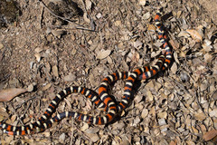 Lampropeltis zonata