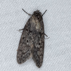 Ericrypsina chorodoxa