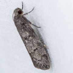 Ericrypsina chorodoxa