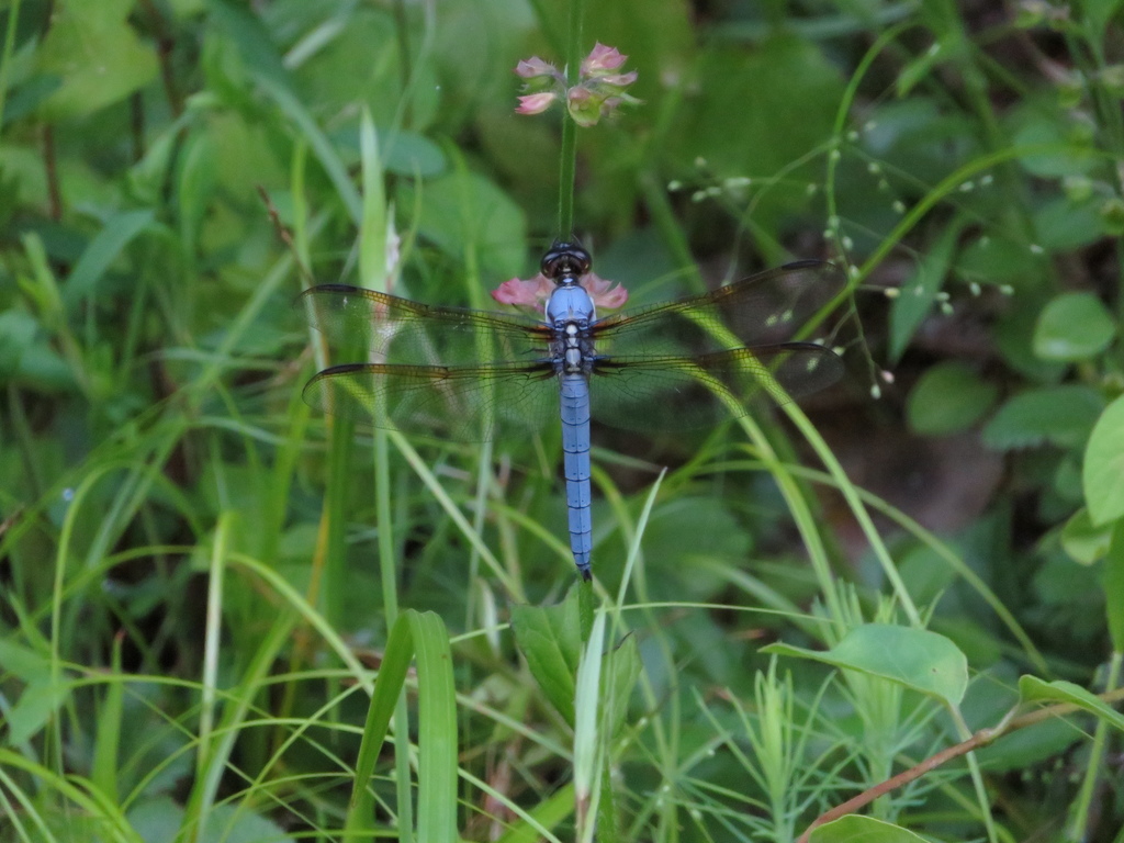 Yellow-sided Skimmer