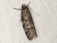 Ericrypsina chorodoxa