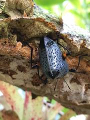 Cypherotylus debauvei