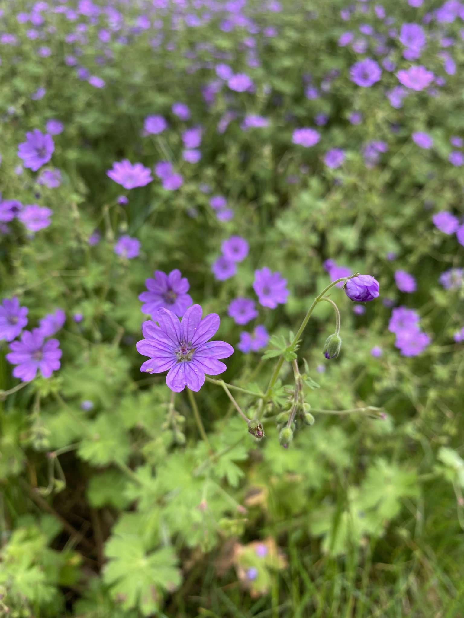 Geranium pyrenaicum