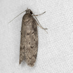 Ericrypsina chorodoxa