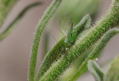 Uroleucon erigeronense