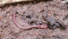 Pontoscolex corethrurus