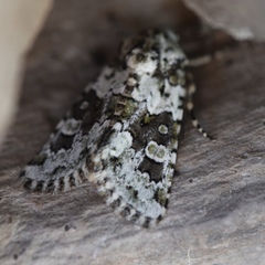 Lacinipolia strigicollis