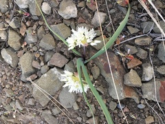 Allium tolmiei