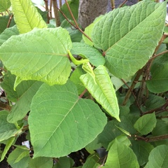 Reynoutria japonica