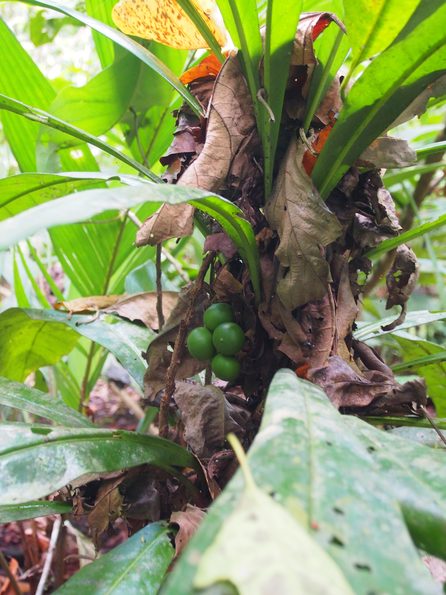 Imagem de Língua-de-tucano