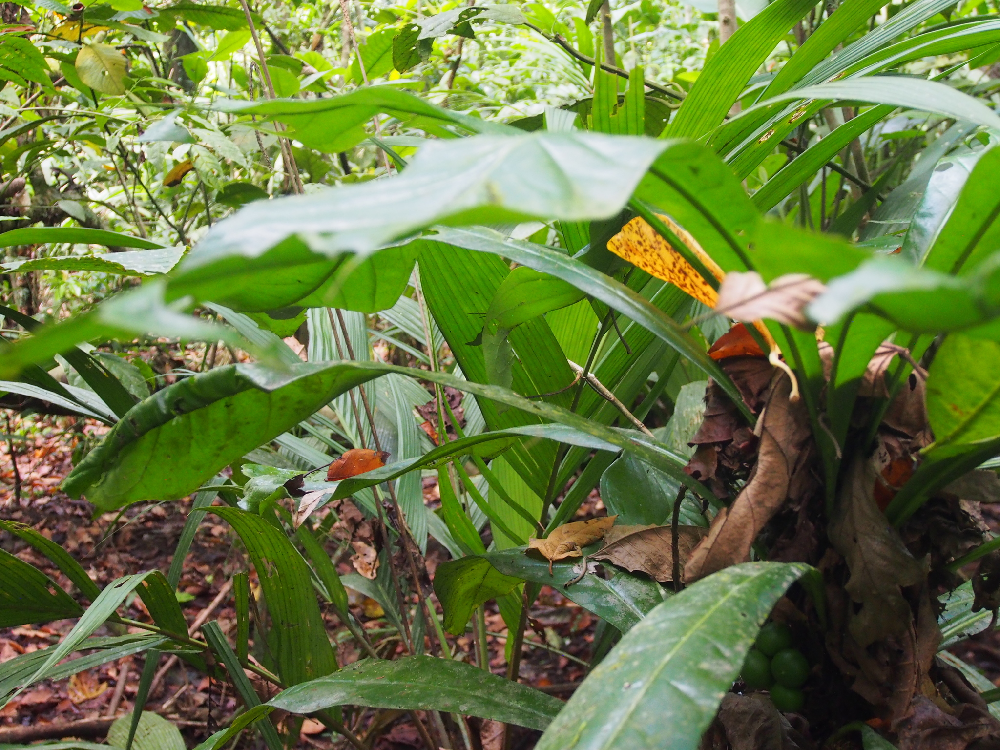 Imagem de Língua-de-tucano