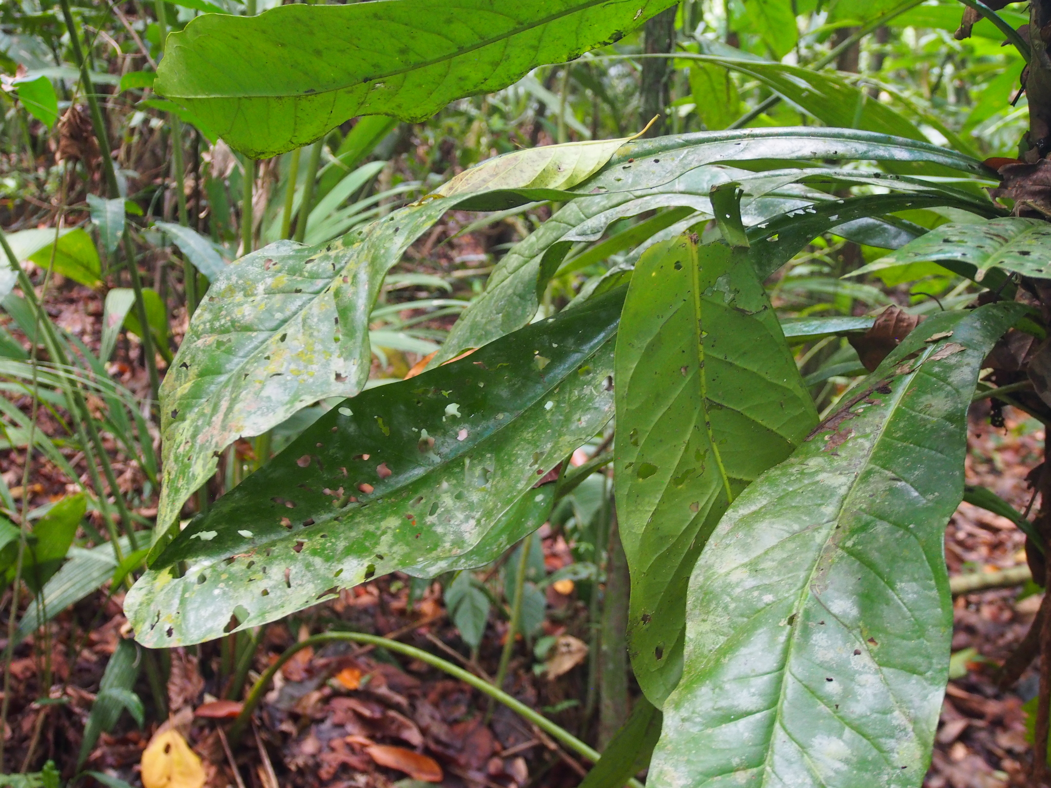 Imagem de Língua-de-tucano