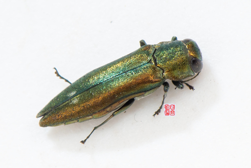 Agrilus ventricosus