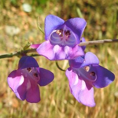 Penstemon heterophyllus