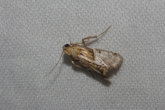 Pococera maritimalis