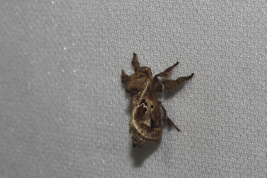 Euclea diversa