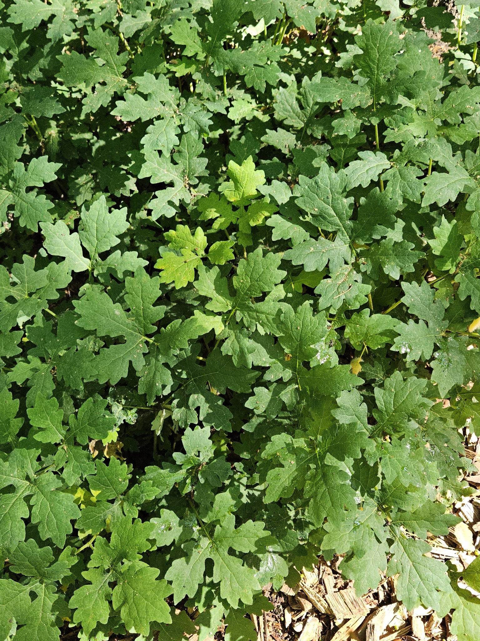 Stylophorum diphyllum