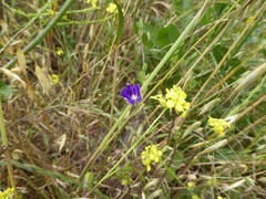 Brodiaea filifolia