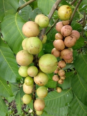 Aphanamixis polystachya