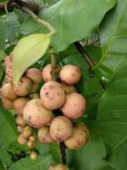 Aphanamixis polystachya