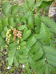 Aphanamixis polystachya