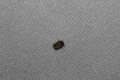 Pachybrachis chaoticus