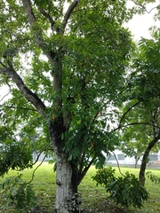 Aphanamixis polystachya