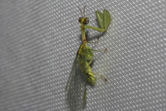 Zeugomantispa minuta