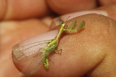 Zeugomantispa minuta