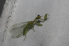 Zeugomantispa minuta