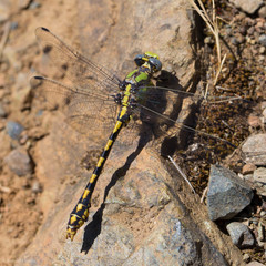 Ophiogomphus occidentis