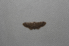 Idaea pervertipennis