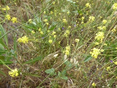Brodiaea filifolia
