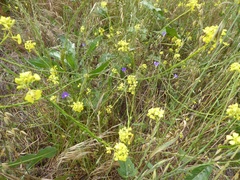 Brodiaea filifolia