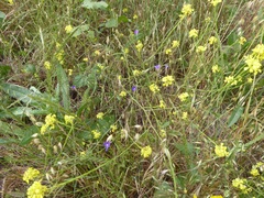 Brodiaea filifolia
