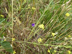 Brodiaea filifolia