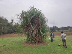 Pandanus kaida, photograph author not stated, no rights reserved