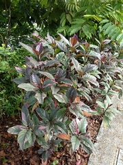 Graptophyllum pictum