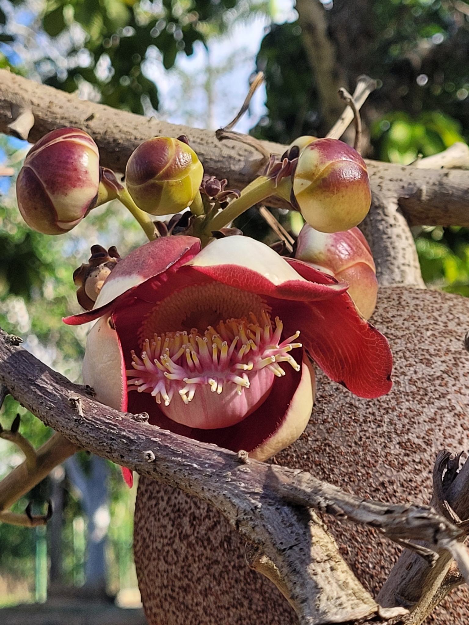 Couroupita guianensis