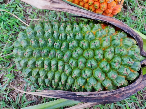 Image of Pandanus kaida by no rights reserved